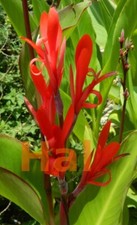 Canna indica warscewikzii - ,