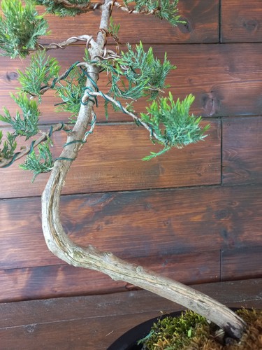 Bonsai ginepro visita il - di, ginepro.