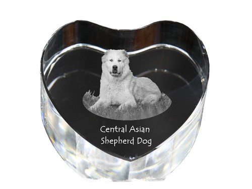 Cane pastore dell asia - da,