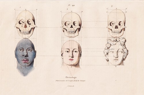 Frenologia cranio scheletro - cranio,