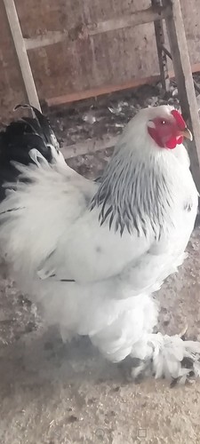 20uova feconde brahma - feconde,