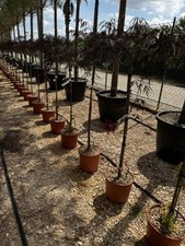 ACER DISSECTUM TAMUKEYAMA (in