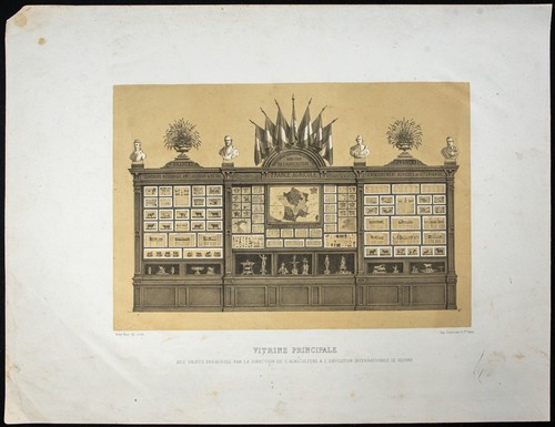 1873 vetrinetta litografia - 1873,
