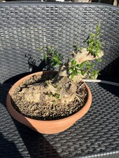 Olivastro bonsai big yamadori - bonsai,