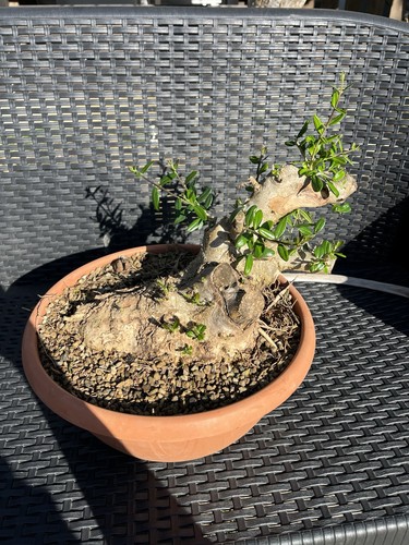 Olivastro bonsai big yamadori - olivastro,