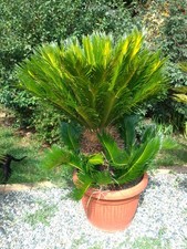 Pianta Cycas Revoluta H 130 cm Vaso 50 XL Giardino Piante palma albero garden