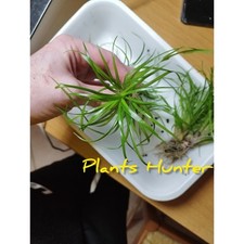 Offerta Pacchetto Piante piante acquario dolce 10 Varietà 