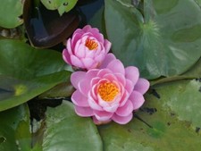 15 semi di Nymphaea PINK PEONY