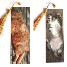 Tabby gattino che gioca grasso