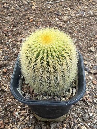 Rara pianta succulenta