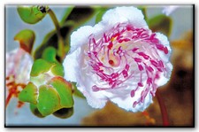 MAGNETE RETTANGOLARE SICILIA