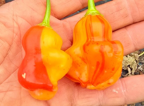 Semi peperoncino - semi, di