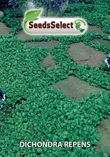 Dichondra repens barattolo - dichondra,
