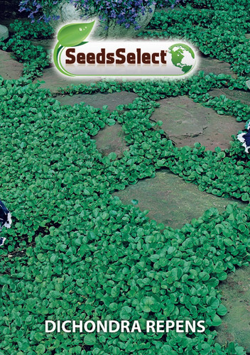 Dichondra repens barattolo - repens,