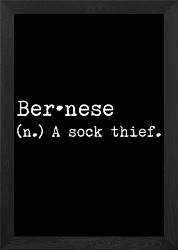 Poster bernese cane - poster, ladro