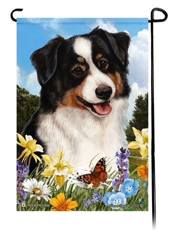 Australian shepherd summer - australian,