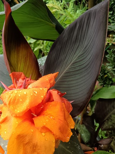 Pianta canna indica - , wyoming