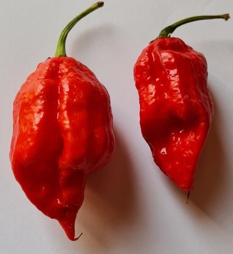 Semi peperoncino naga - semi, di