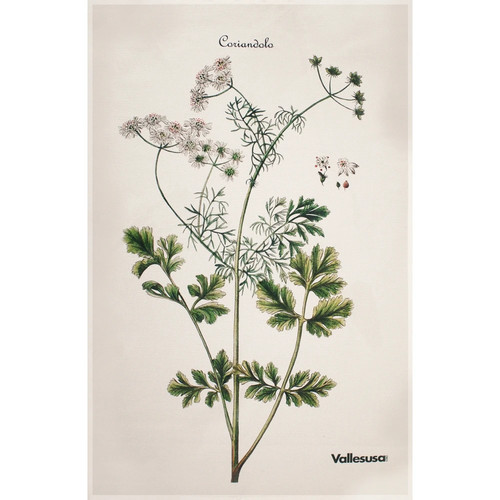 Canovaccio cucina vallesusa - canovaccio,
