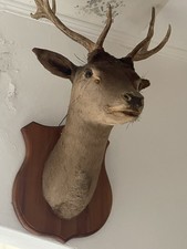 TROFEO SU BASE IN LEGNO. TESTA