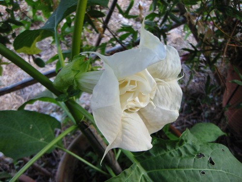 Datura ballerina white - datura,
