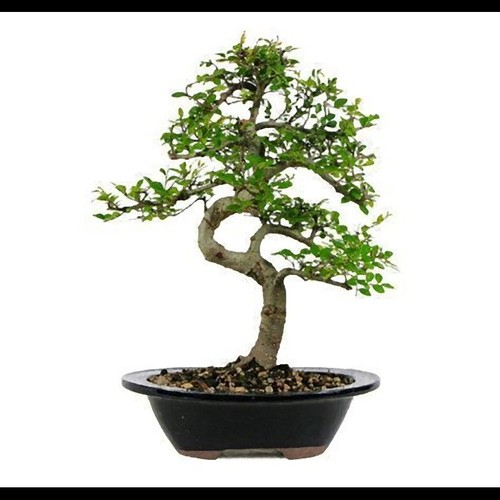 Semi bonsai lotto assortito