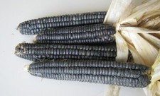 Black Mexican Sweetcorn - mais