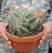 Melocactus matanzanus - , (cuba)