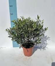 Pianta Di olivo CERTIFICATA ulivo olea europea vaso 24 cespuglio