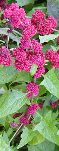 Spinaci fragola bastoncino - spinaci,