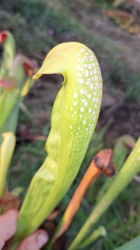 Minor large form adult rhizome - minor,