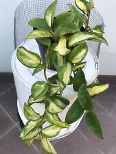 Pianta in vasetto 15,5 cm diametro "Hoya Carnosa"Variegata Tricolor Leggi BENE!