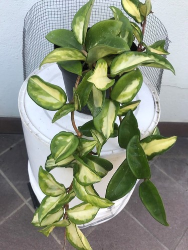 Pianta vasetto 5 - vasetto, cm