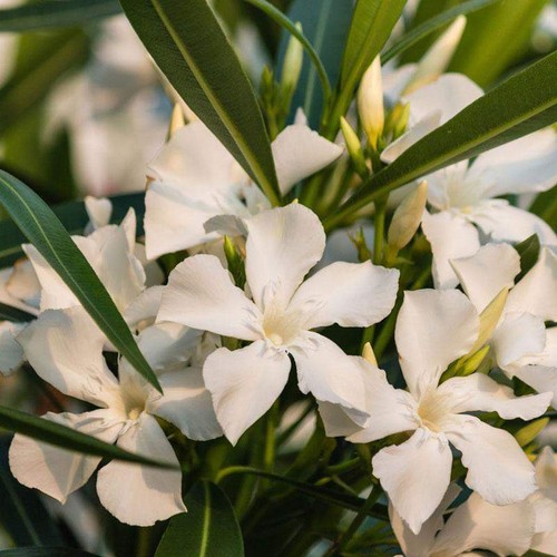 Nerium oleander bianco - nerium, "bianco