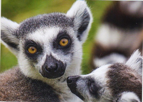 Cartolina lemur katta - lemur,