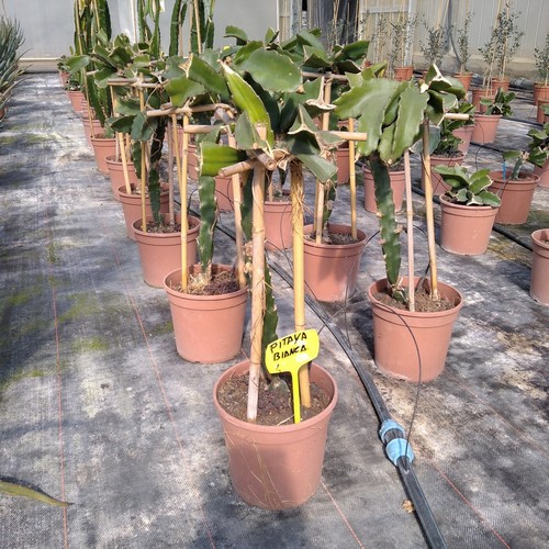 Pianta pitaya frutto del - di,