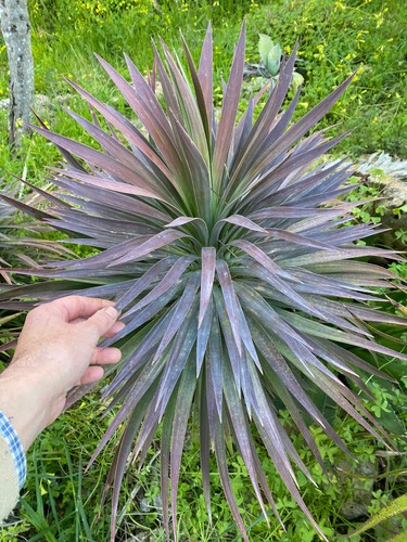Yucca desmetiana pianta da - yucca,