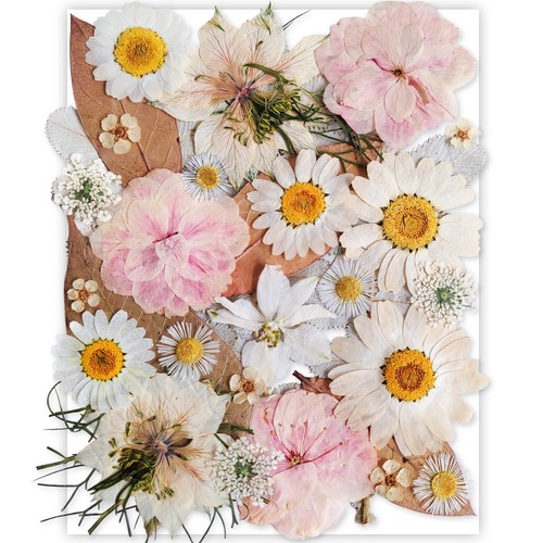 Fiori pressati bianchi secchi - pressati,