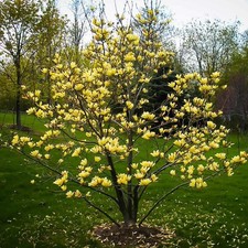 Magnolia brookynensis yellow - magnolia, x