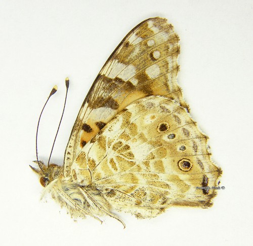 Farfalla nymphalidae non - farfalla/nymphalidae,