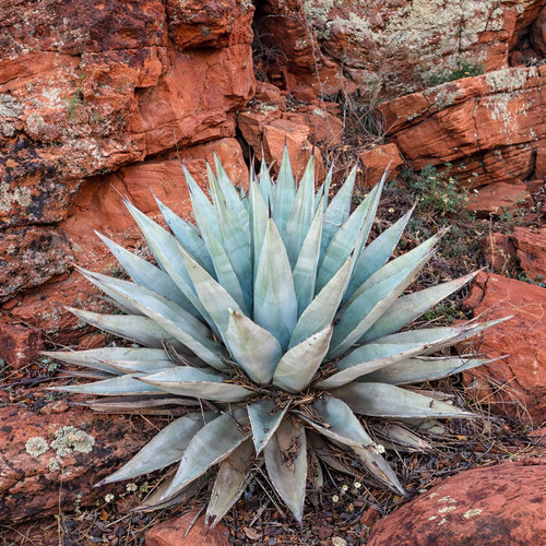 Agave parryi var couesii 10 - agave,