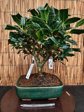 Bonsai di Agrifoglio h 41cm