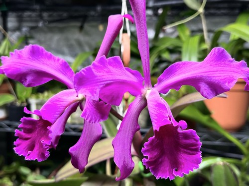 Orchidea cattleya whitei forma - whitei,
