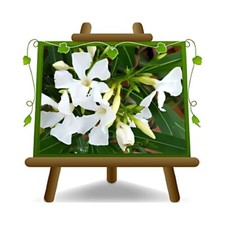 Oleandro (Nerium Oleander)