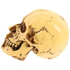  Human Skull Adult Anatomy