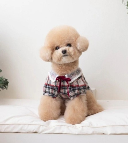 Top vestito cane pizzo - cane, in
