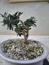 Pianta olivastro pre bonsai - di, pre-bonsai
