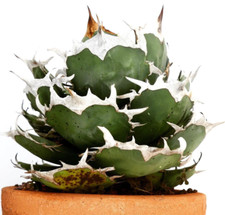Agave titanota cv SHARK SHOUI 4-8 cm -