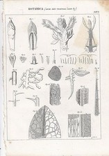 BOTANICA Armi Dei Vegetali