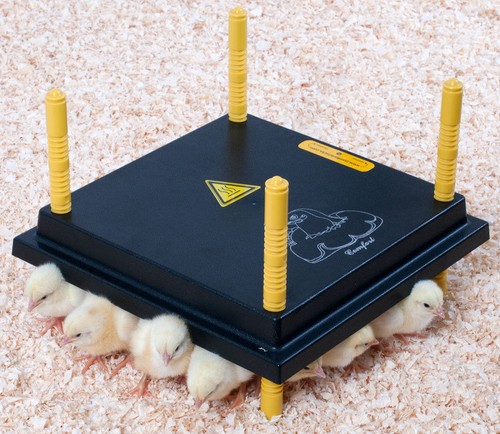 Chioccia artificiale per 25 - chioccia,